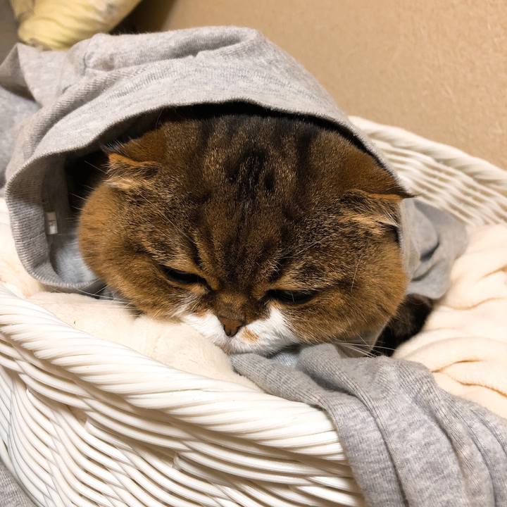 64039128 37cf 4809 83ba 47a752be16c1 1547875904434