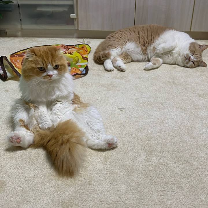 6404caba 462b 4f66 865f 495e5868c7bb 1610978915409