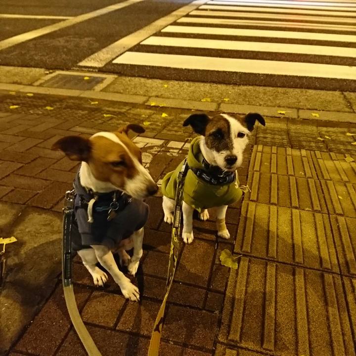 64061b0a 431a 4a5d a5d0 d47fd3c851d8 1545055038091