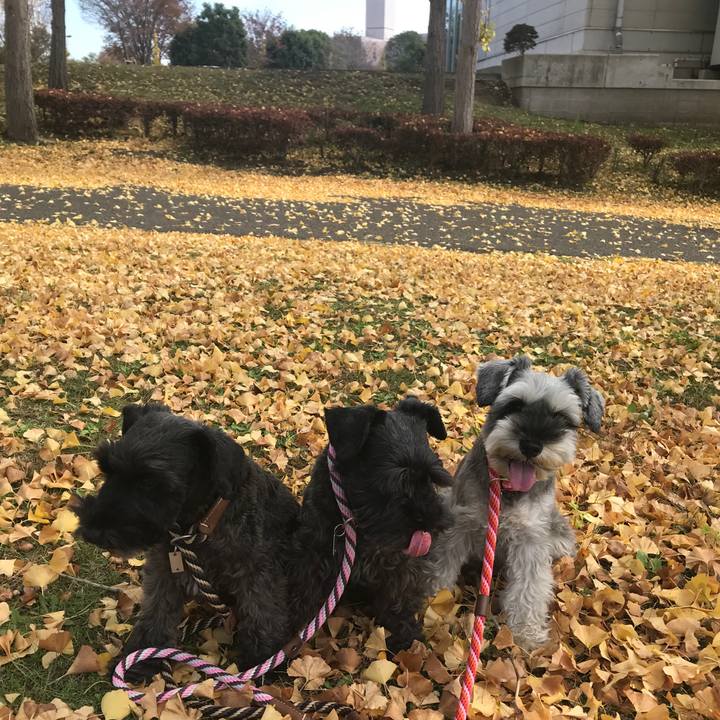 640878a7 7b67 4eaf a541 d42c83f38929 1510391174224