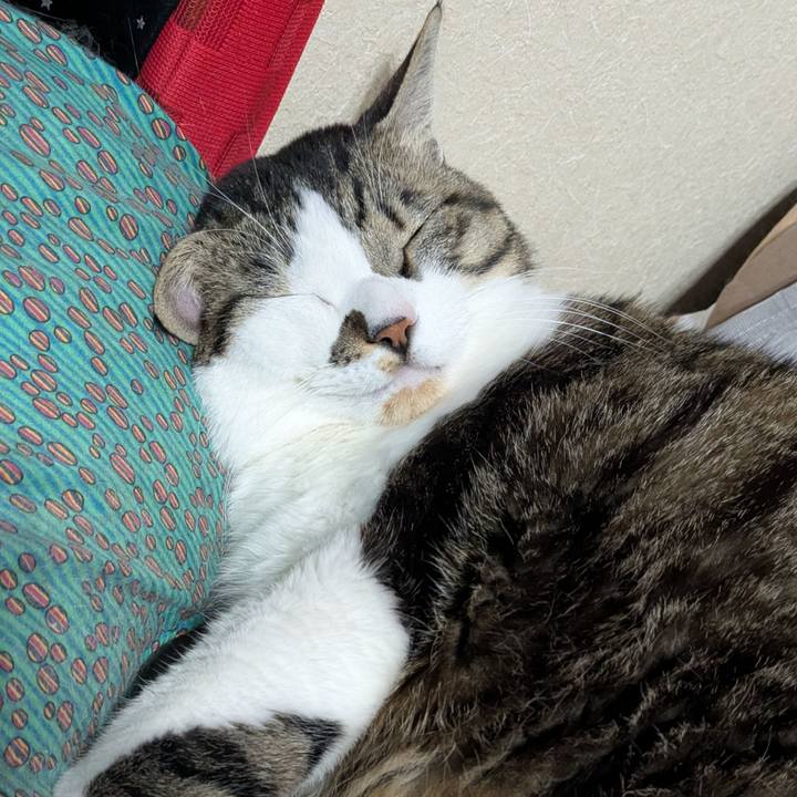 6408ff78 9da9 4996 affe 1c5acd7646a5 1768532530536