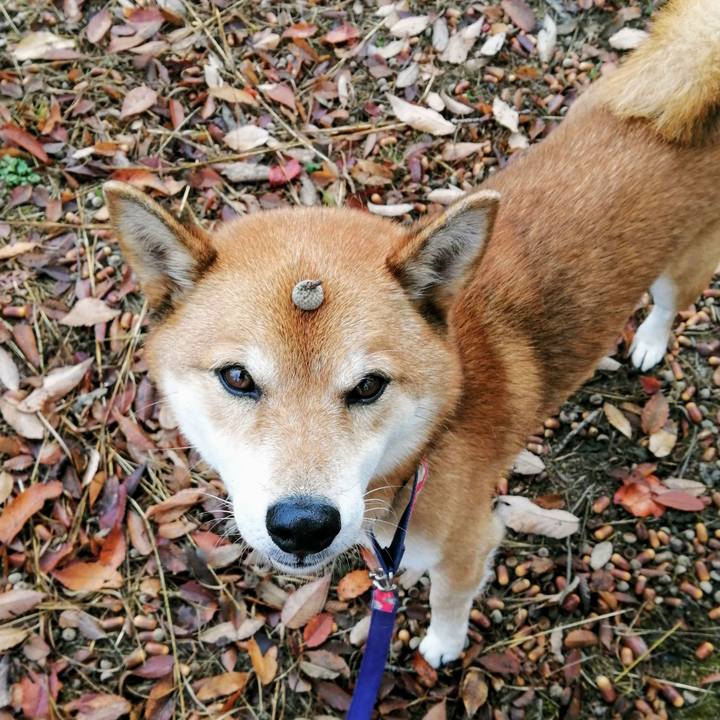 6409ae46 b0f6 4209 a79a 3e5e34366c68 1606351170701