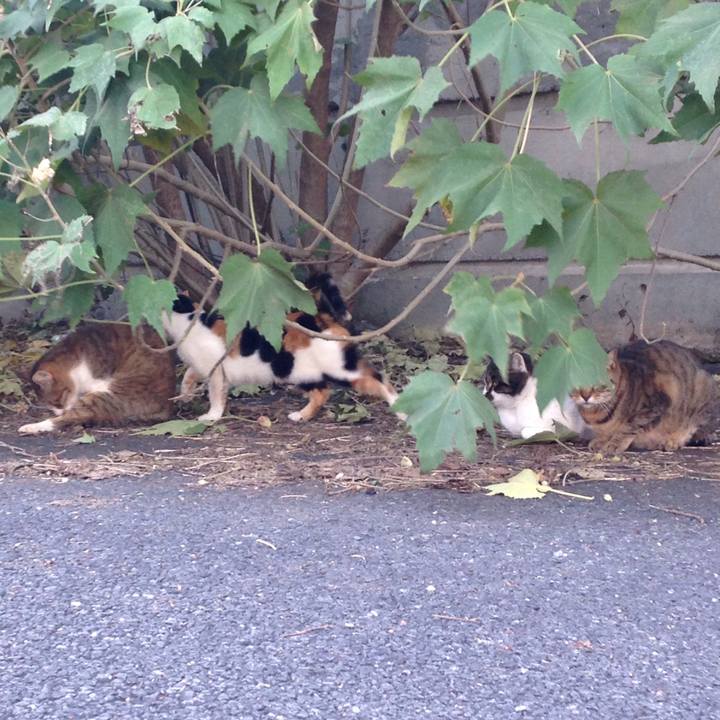 640b010e 8df4 4067 a788 4659fb938903 1510217564196