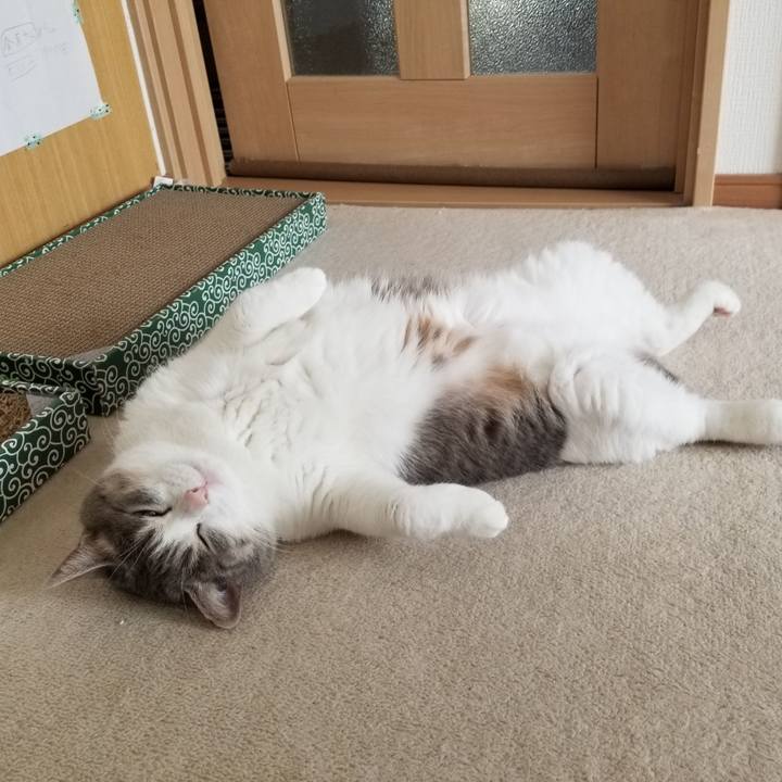 640c3744 4648 435f bca7 b41e72d51ac1 1593130771325