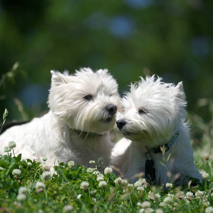 64115b4e a18b 43d5 9e22 32673bde4ed6 1525476351207