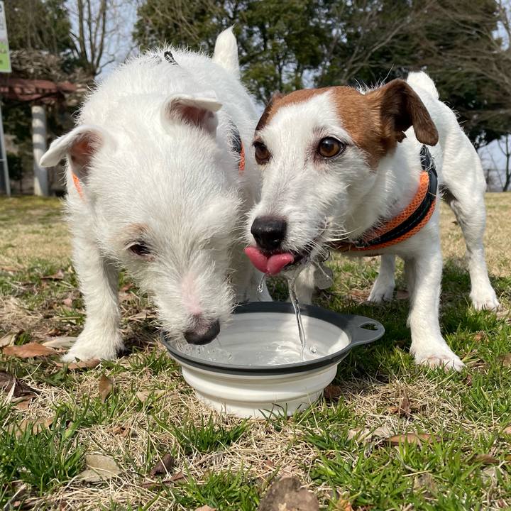 6411f43c 6f68 4977 8fdc 387fd155e785 1774139152476