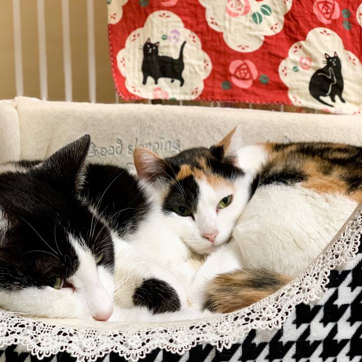 641537cd 6bcd 489a 8456 6ab29b2e3a0e 1547345057310