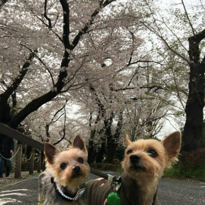 641d6024 6b96 43f9 9a63 f893355fa30a 1585989783592