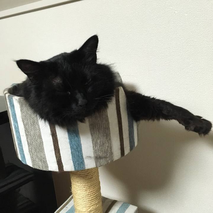 641d70c6 ca99 4902 8b39 41af35b48802 1529429668367