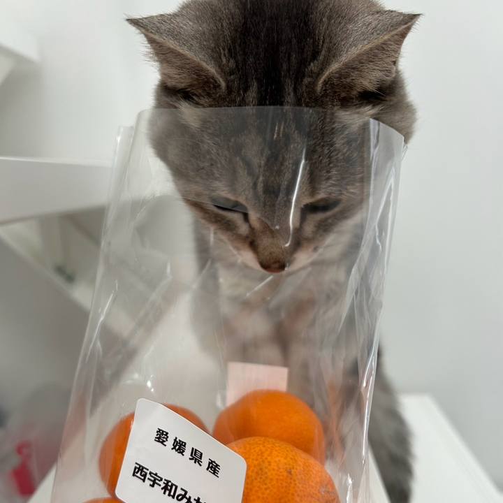 641f2719 40ca 4839 8f7a 186b623830f4 1769349545509