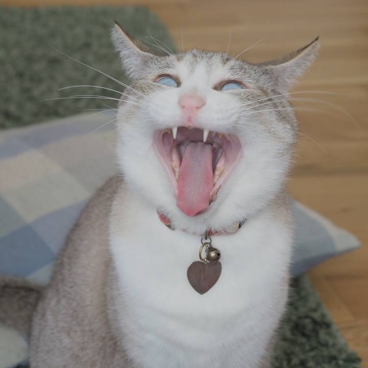 64249cb6 8fcf 4ae5 8655 e9043a44c141 1619580764919