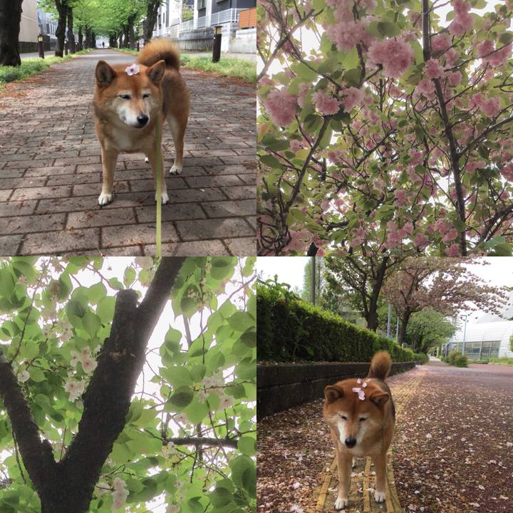 642c0e5e 4422 4eb6 b0af 095548e4a9c7 1587436005512