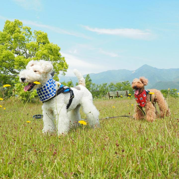 642dc22e 8835 4c16 9963 c3d87c1e0b7e 1526107144406