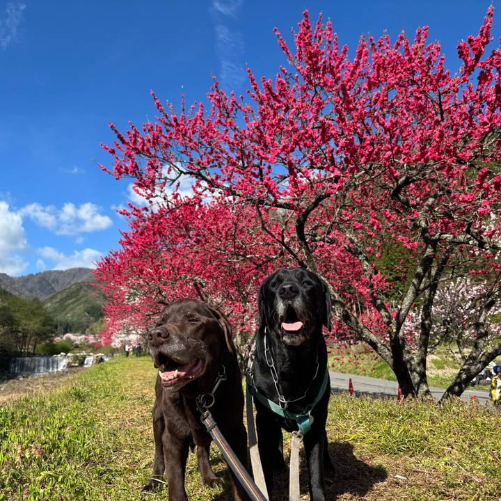 642f5b68 0550 42ab 86ae cbaa55448867 1777080755936