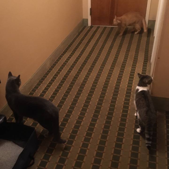 6430cbce cf89 46bf ad01 874173ecf7eb 1633829768445