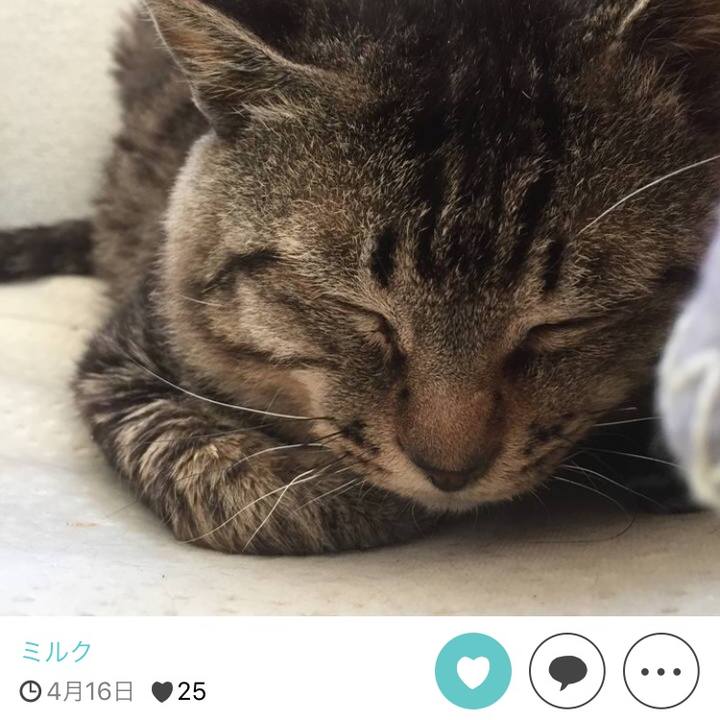 64316747 9067 4711 b0c2 7d7081f70b35 1511690139602