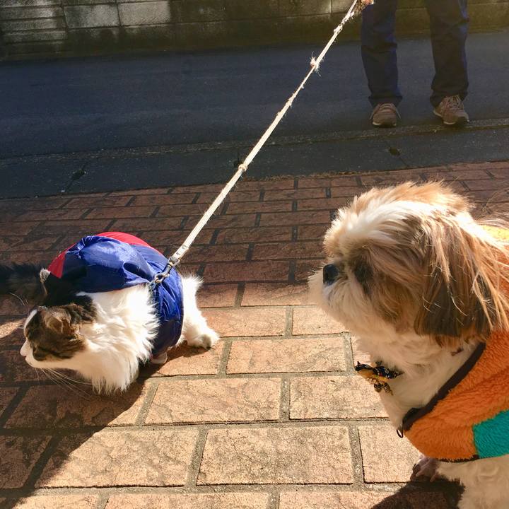 64394c8b a2b0 4cd7 b67b 380833522b6e 1514520244942