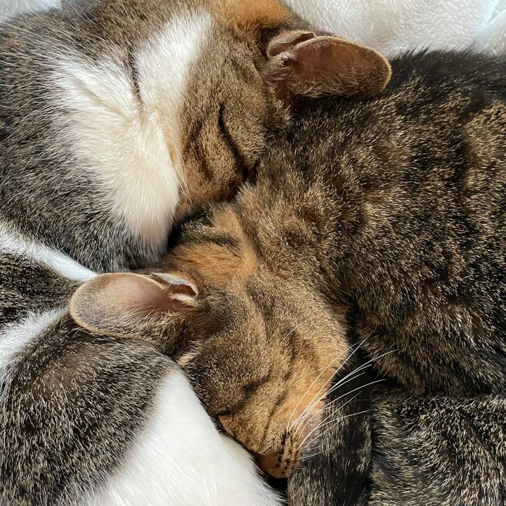 643d440f 786a 4f73 b78c a17cb0a28abf 1616626036882