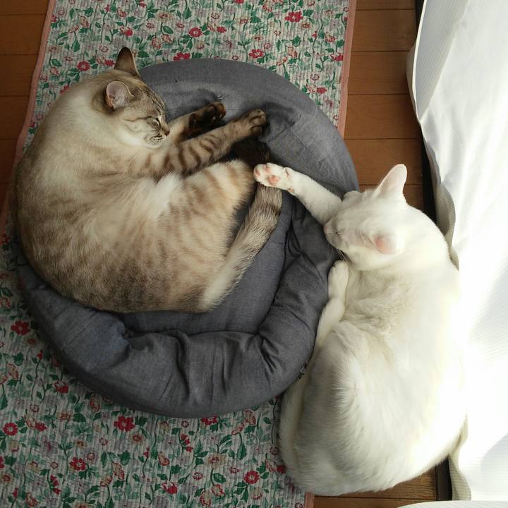 643e0986 2aae 4a4d b879 16aedb013dd0 1513924431841