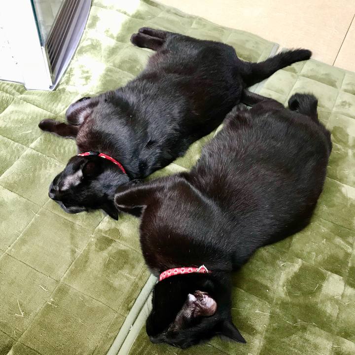 643f7b05 28b4 4c0b afea 4476f233c6a9 1513303636160