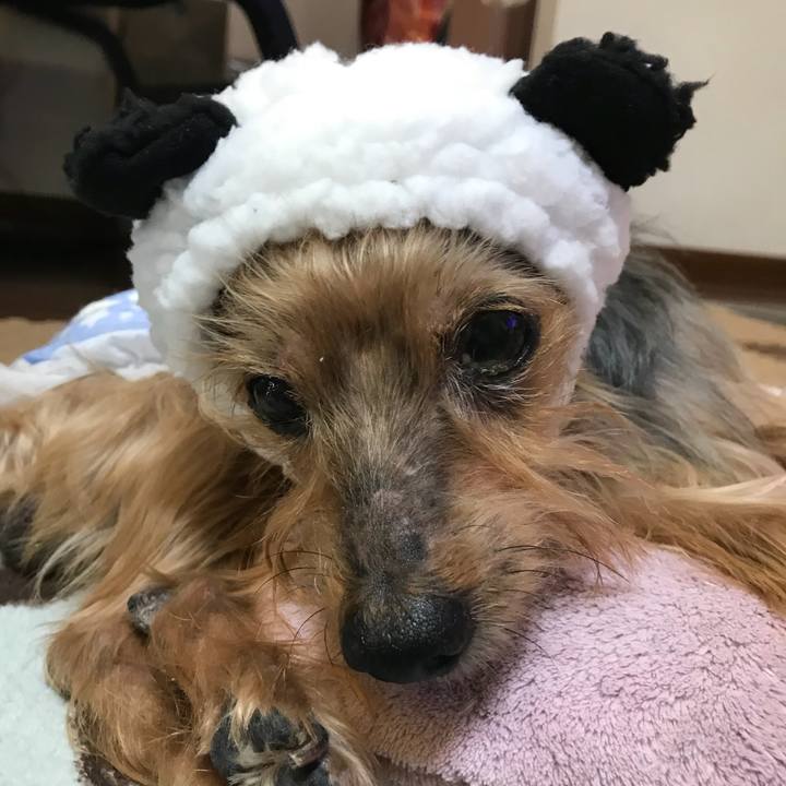 64402105 f691 4da4 80c1 26a229cc129b 1513570801261