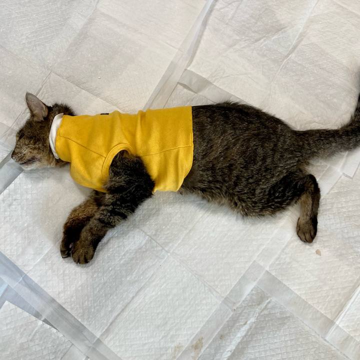 64406aab 7ce4 43bb 918e 0eb6432610da 1689808379499