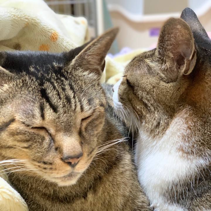 6441daf4 fec7 4d35 9c86 b82cc1694e33 1553474955326