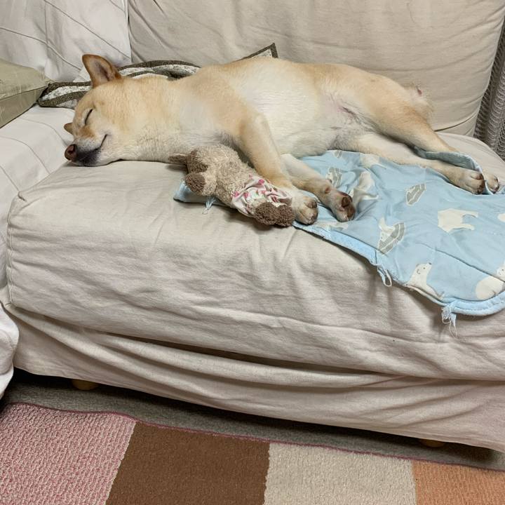 64436bca d1c0 4075 8929 20646373deb7 1621858834066