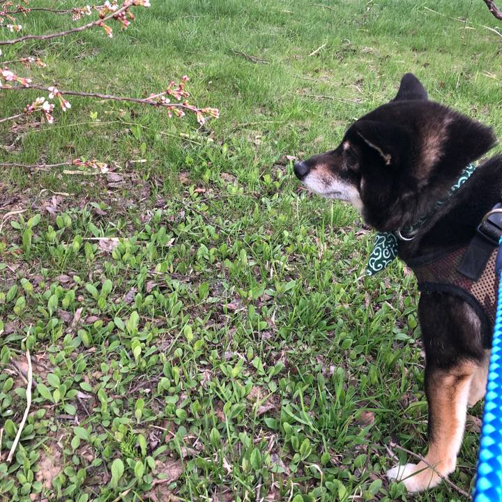 64460f21 3a4f 4861 8c49 752800189d79 1525082988896