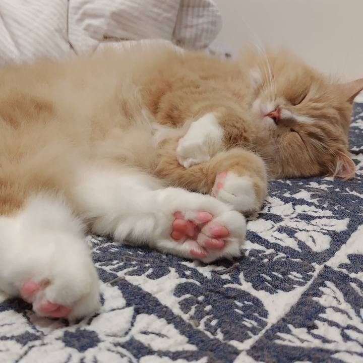 6449fbbc dac3 44f4 873b 8410fd602bef 1734520411960