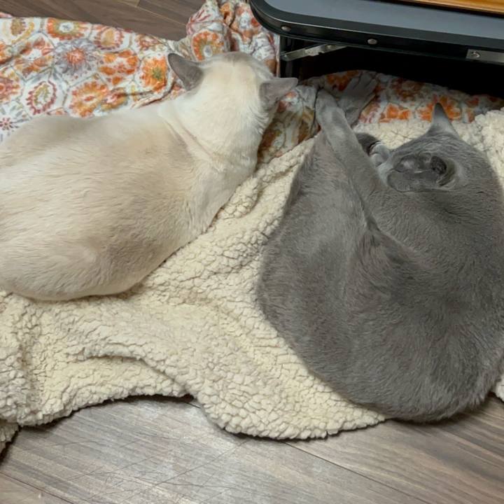 644a4be0 2fc5 440a a2e9 8ed64a42ac0b 1739874775393