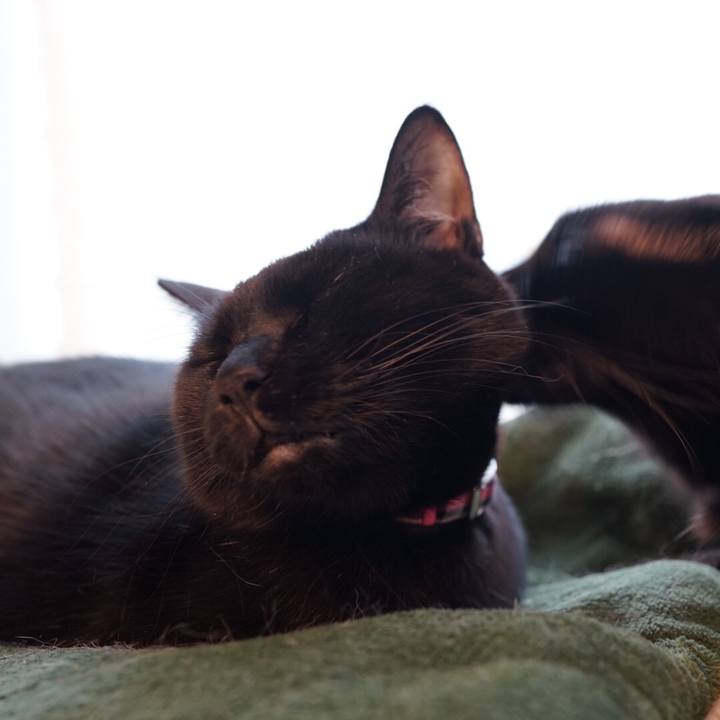 644b46a7 1ab7 4e5e bf60 2226b86d8f2b 1544484736034