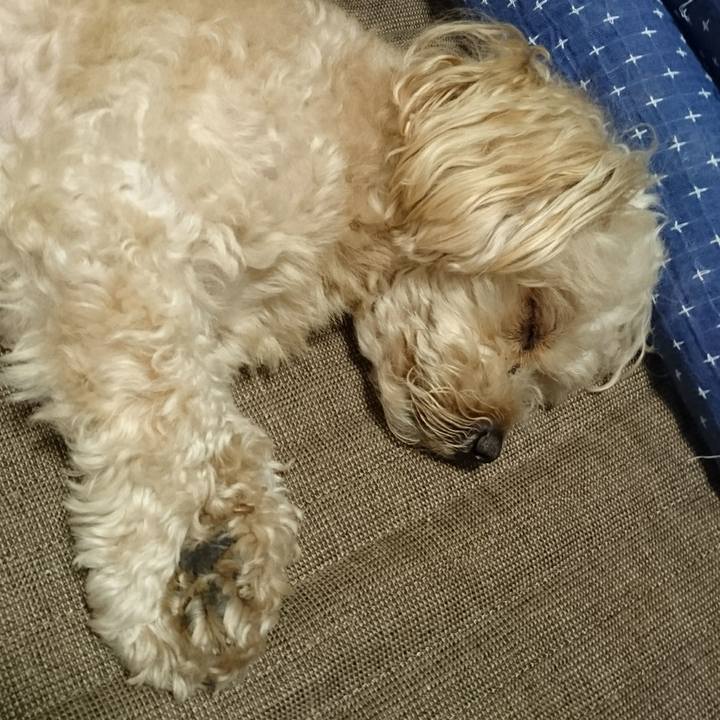 644c10e7 d799 4c4f 8fac edb38ed12dfe 1562411411814