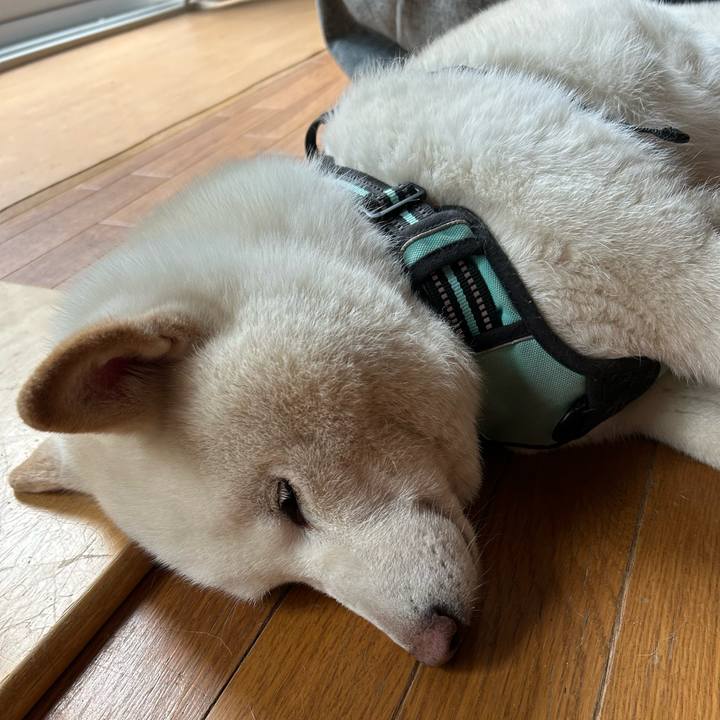 644def77 e662 45b3 bf96 c0c15aca3dcb 1744795466592