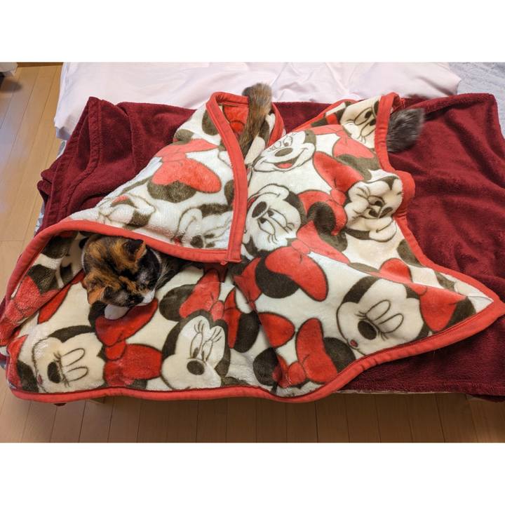 644e27a9 7e8c 4f65 b6ec e86c2342ebe9 1698377874840