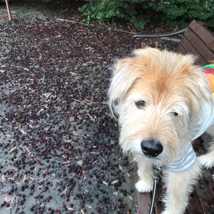 645043fd 6820 4ccf 8669 953d9e1941dd 1529564716484