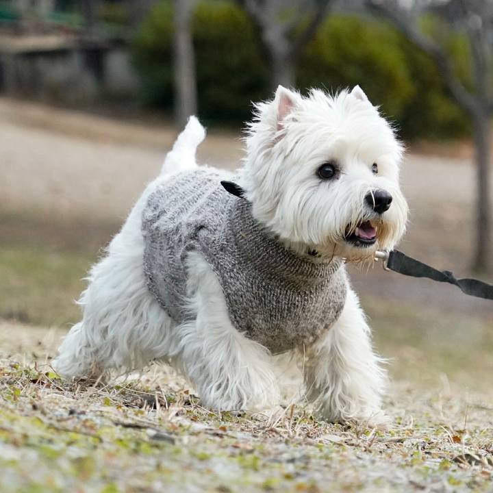 645084bd e8ed 4ec0 82cb bd07b766fa71 1513893970447