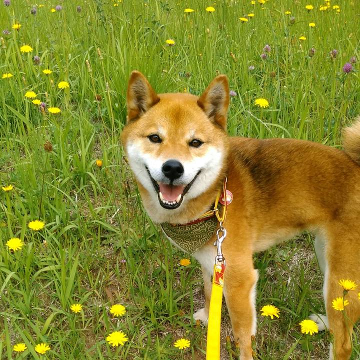 6454609a e0b3 4780 9578 cccf9affb085 1526516844729