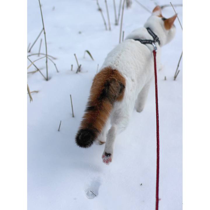 645eae4d 6ddc 4cbf b056 288b6221403e 1585822584838