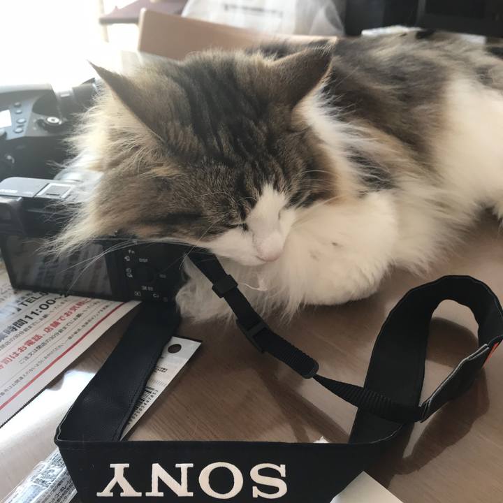 645ec0ab a81d 423f a896 03b948a2bb3f 1558669192758