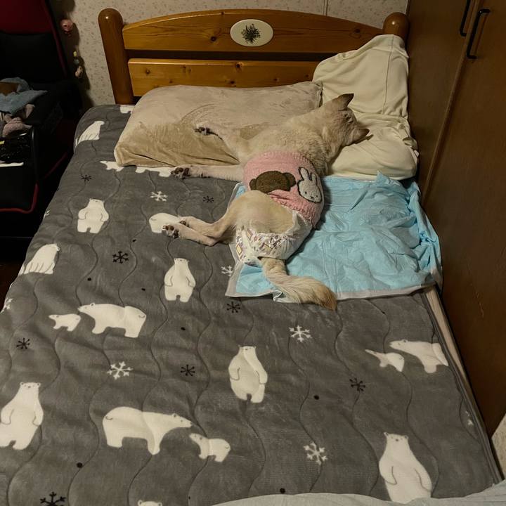 645ee432 5a9c 4395 bbc5 0aa0f683fed2 1668607533658