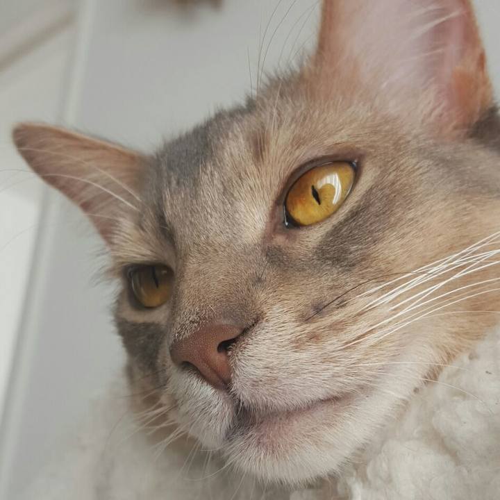 645eea4b f29e 470e aaca d4572b64a026 1544848950798