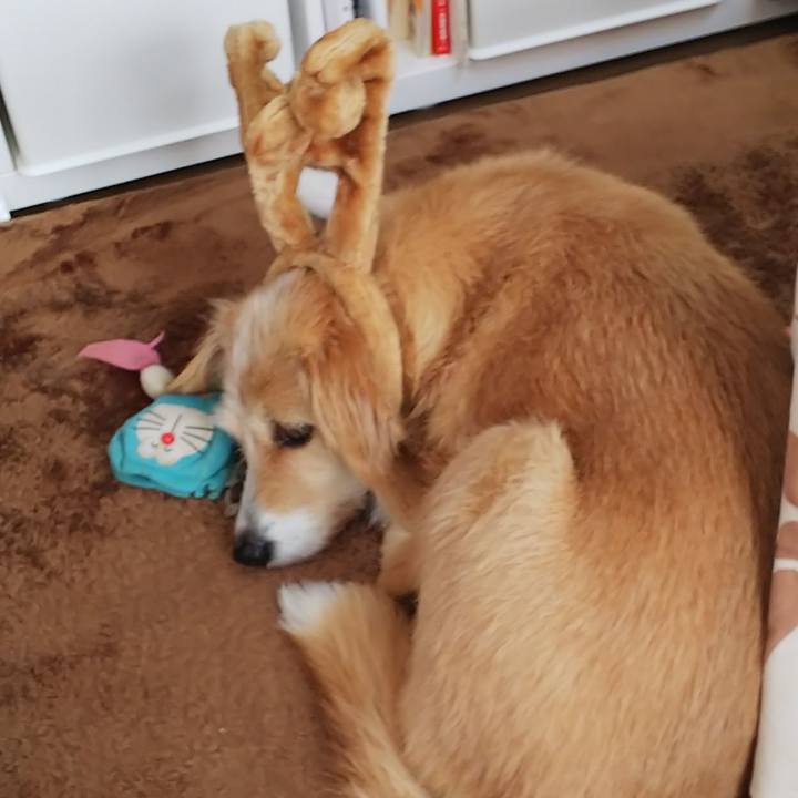 64653864 71d2 41e1 bf6d d5408db26bf4 1545692825646