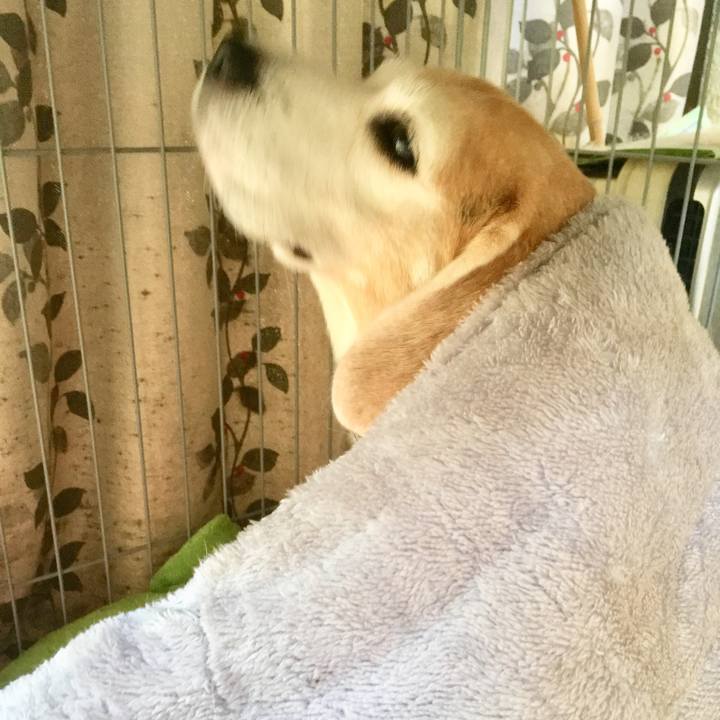 646a39aa e38c 4c74 a347 f2e35837e00c 1543116241359