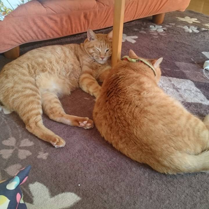 646ecc30 81f5 41c0 a3c6 e90b28b72dff 1511705219168