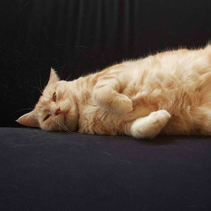 646fcab2 d221 49bb 9907 bf4633c79377 1539835494543