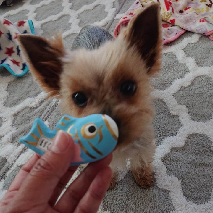 647017c7 4c6b 4d7f a5dc b233495de1ca 1557046310151