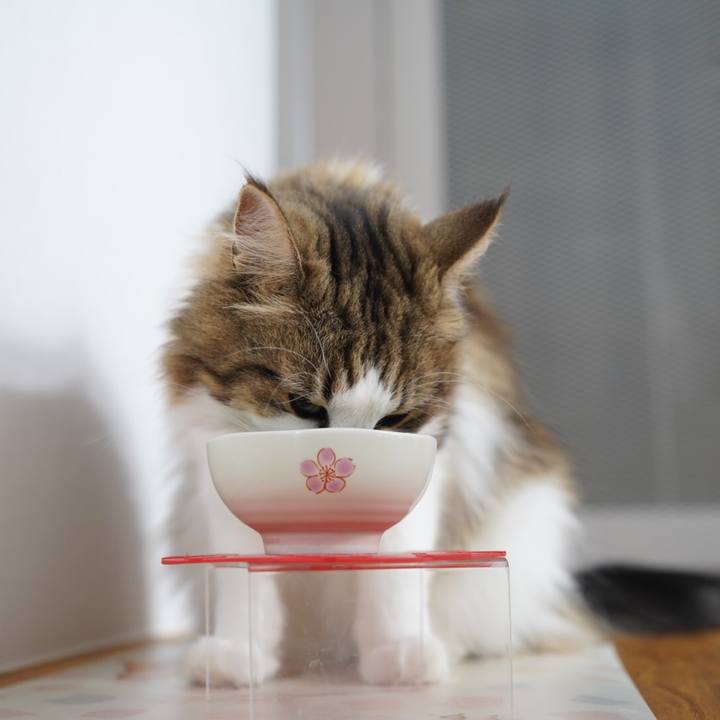 64702192 b37c 4a64 b903 08bbd3c8baf3 1595410234500