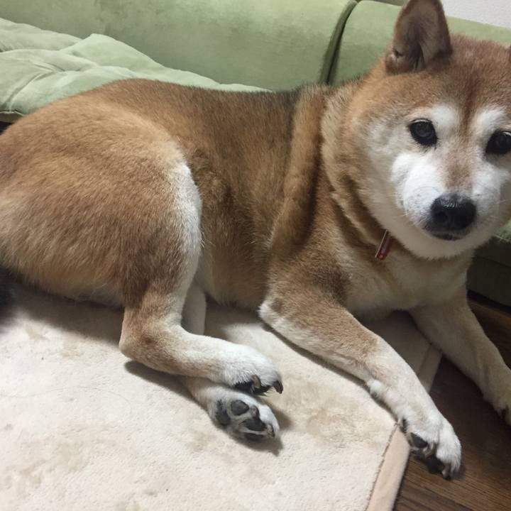 64742590 ecc6 4ba3 a1f7 108b6e2d7550 1513087892859