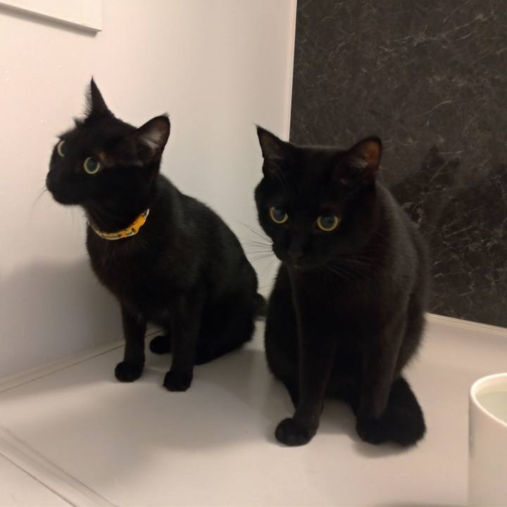 64758e58 432a 40b6 9348 f8d3c1dc3cf0 1576593881776